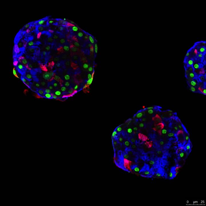 Pseudo-Islets Made up of Human Alpha Cells