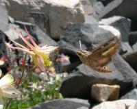 Hawkmoth Approaching a Columbine Flower