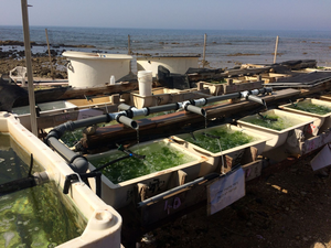 Layout of the land-based, outdoor, aquaculture system as was stationed at the IOLR institute, Haifa, Israel.