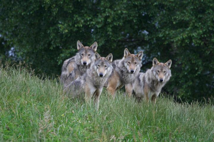 Rewilding Wolves