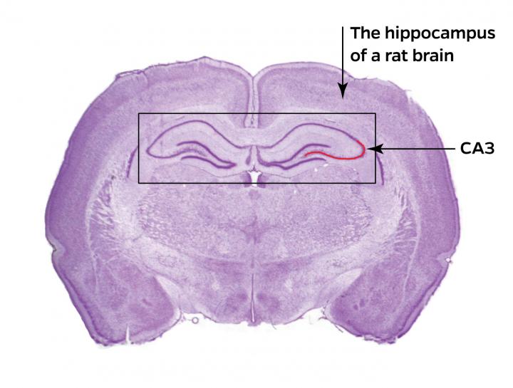 hippocampus-brain-image-eurekalert-science-news-releases