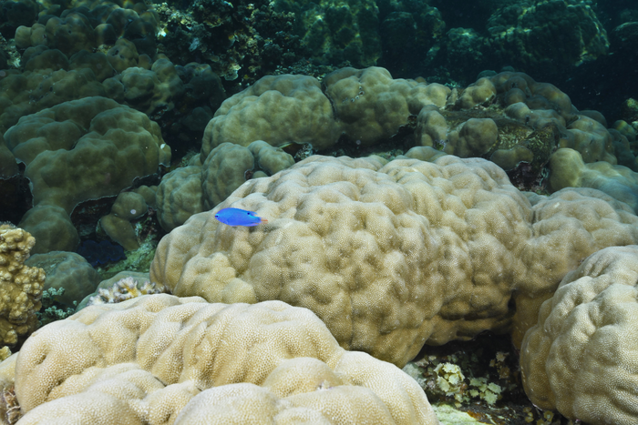 Porites cf. lobata is a key reef-building coral