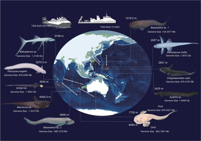 Sampling information and morphological characteristics of 11 deep-sea species