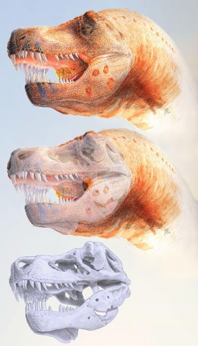 <i>T-Rex</i> Restoration Sequence