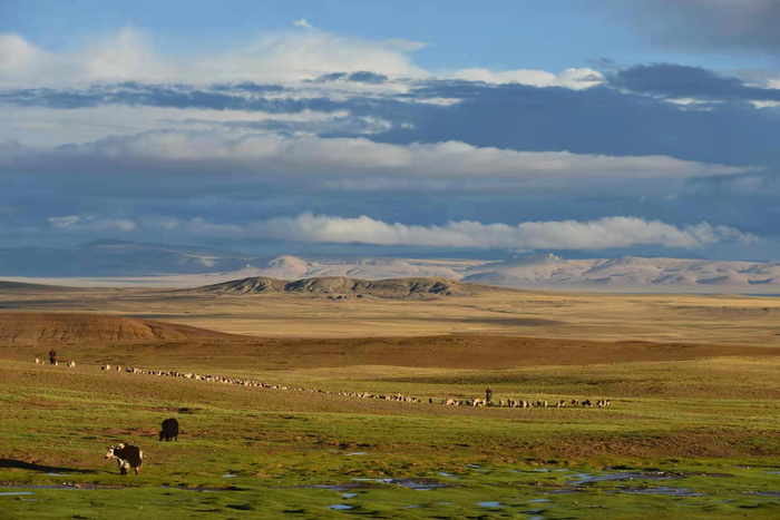 Present alpine ecosystem in the Lunpola Basin, Central Tibet, China, with alpine meadow, yaks, and sheep