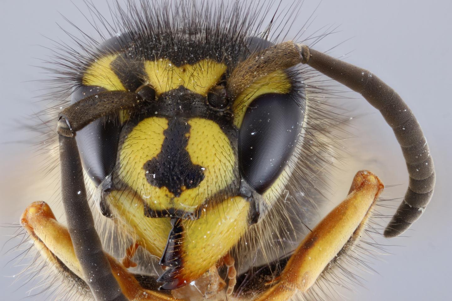 <I>Vespula vulgaris</I>