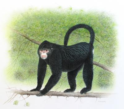 Artists Impression: <I>Rhinopithecus strykeri</I>