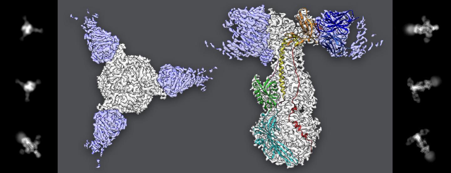 Structure of gB protein with antibodies
