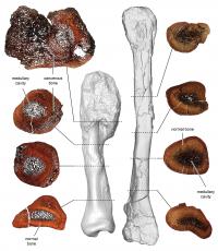Comparison between cancerous and non-cancerous dinosaur bones