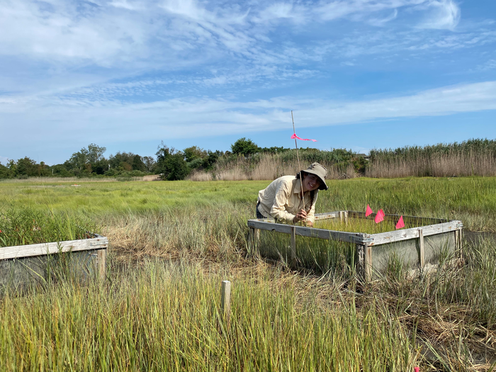 UConn Salt Marshes