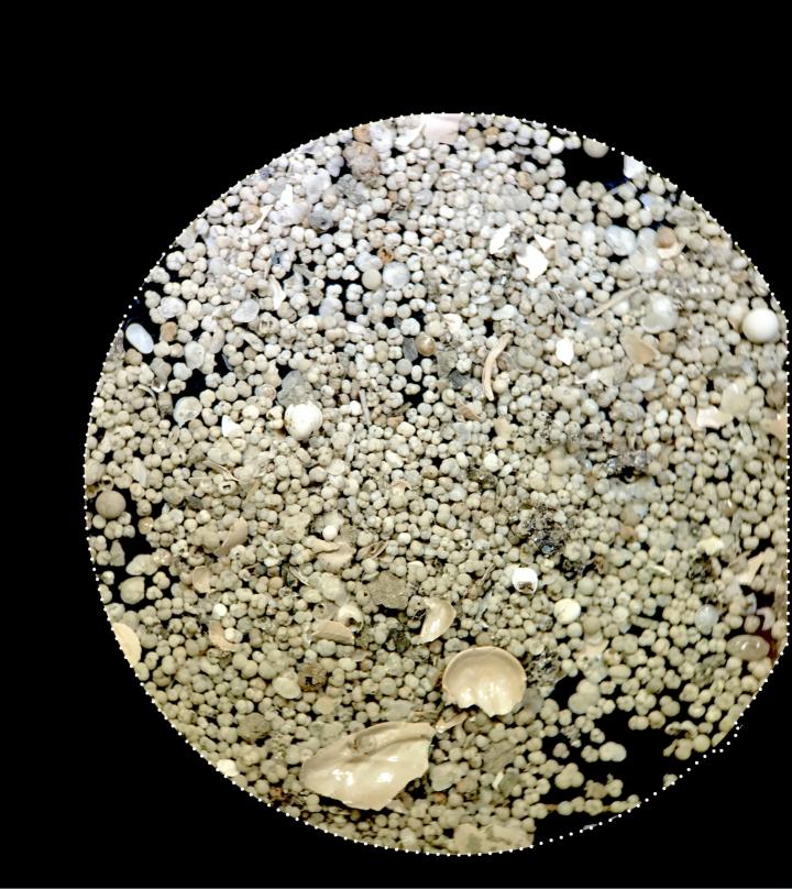 Foram microfossils