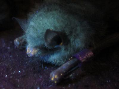 White-Nose Syndrome Lesions Under UV Light