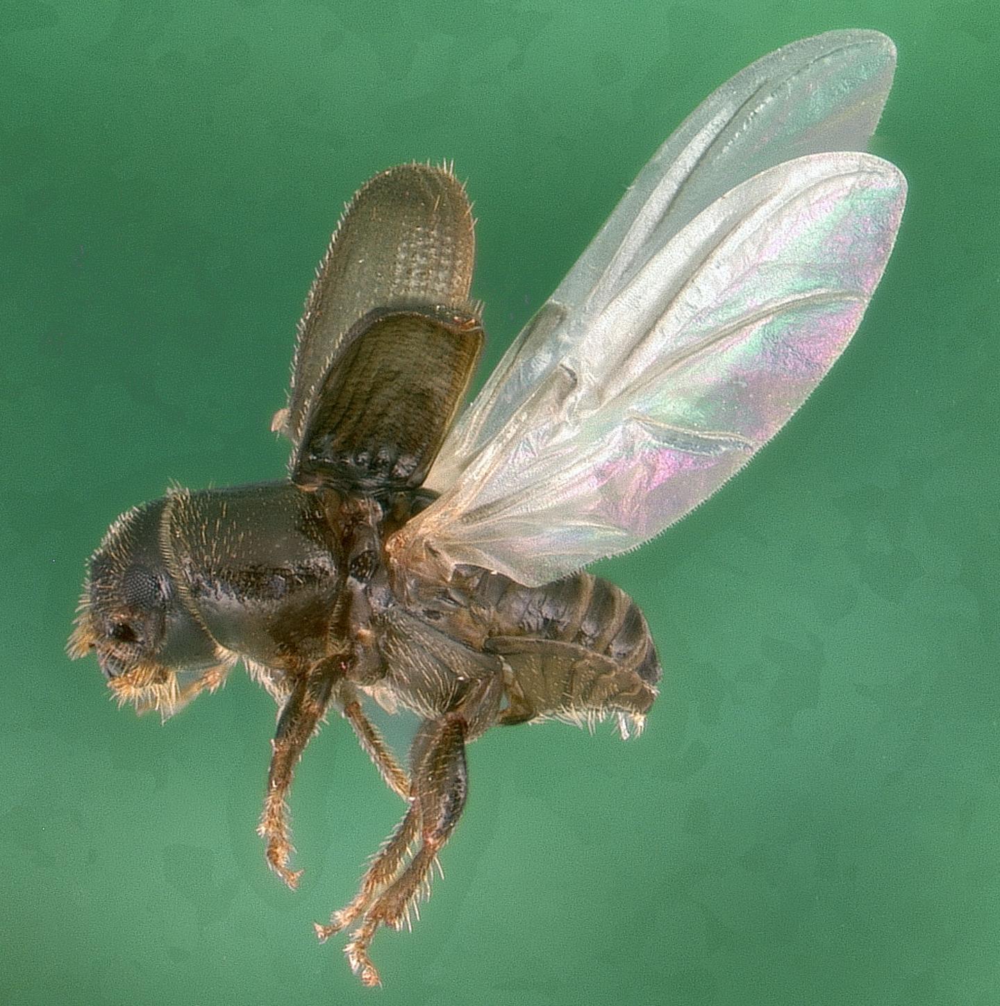 Coming to a Forest Near You?