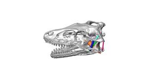 Theropod skull - horizontal