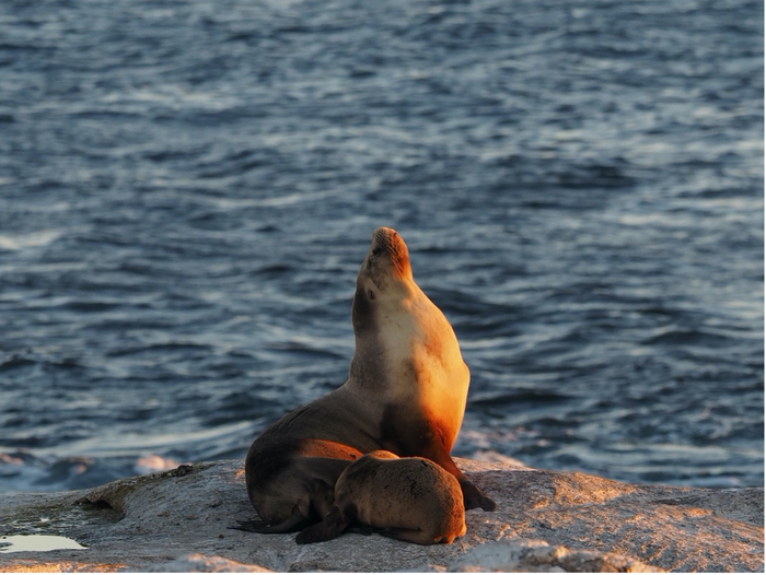 Australian sea lions