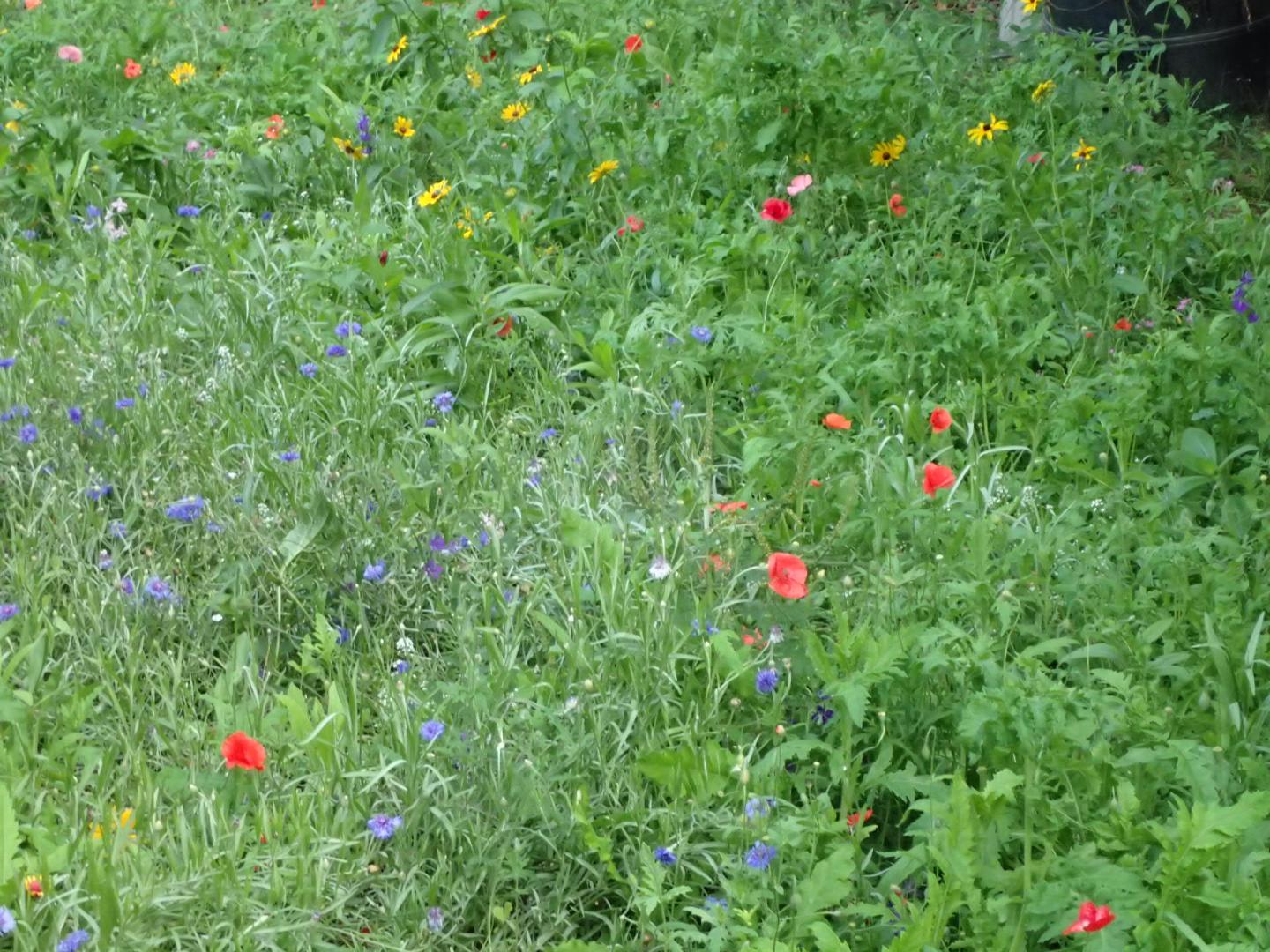 wildflower meadow