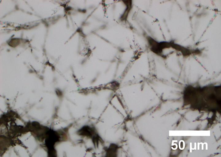 Microscopic image of the hydrogel