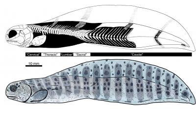 Reconstruction of <i>Tarrasius problematicus</i>