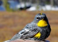 Audubon's Warbler Close-Up