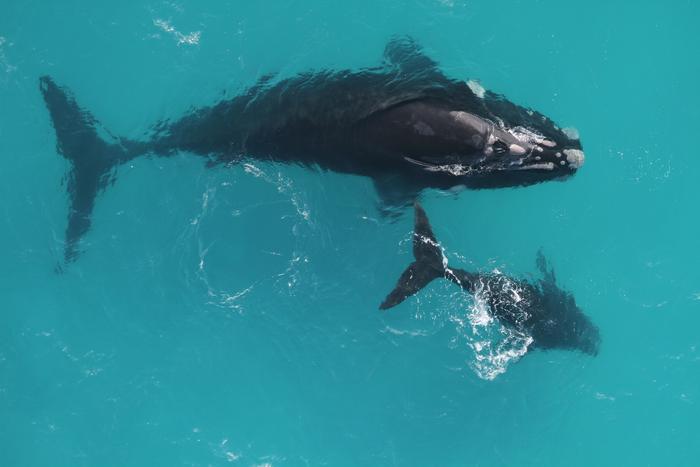 Southern right whale mother and calf