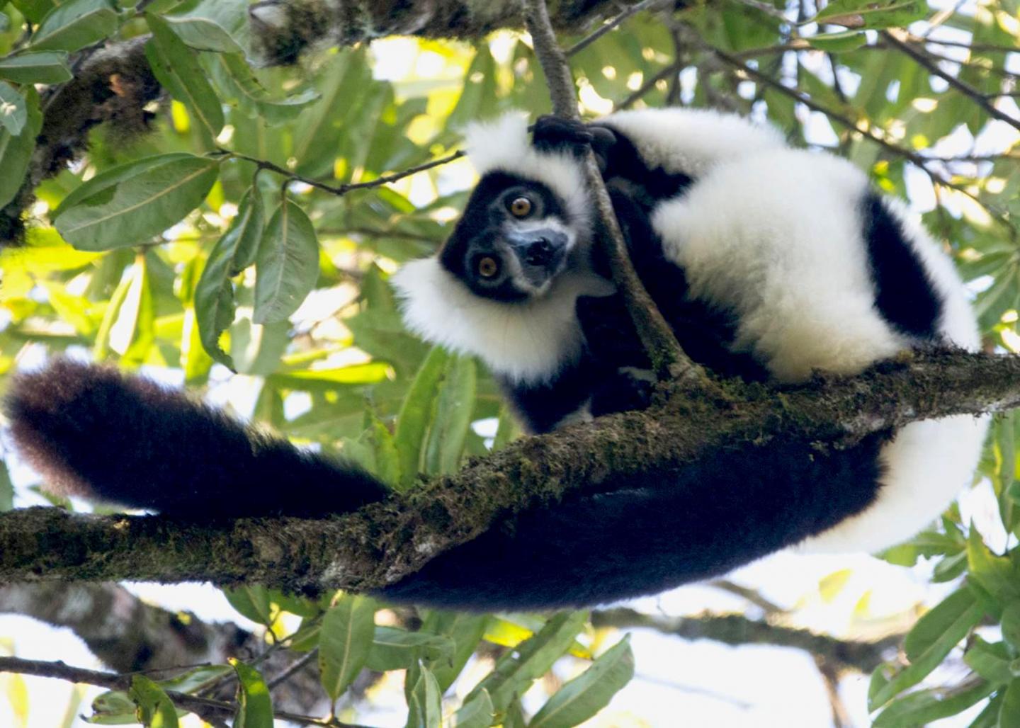 Black and White Ruffed Lemur