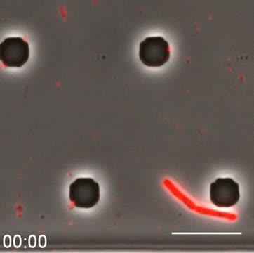 Specialized Cell Regiments Allow Bacterial Bi | EurekAlert!