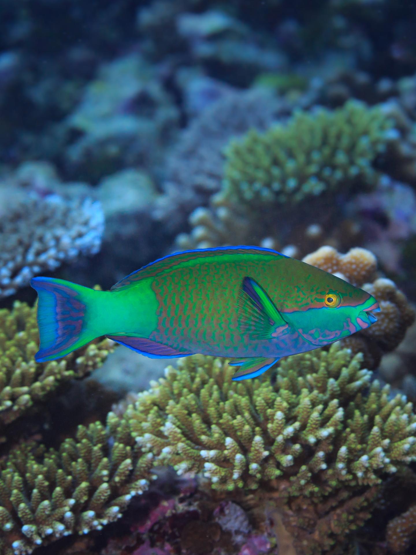 Parrotfish Species