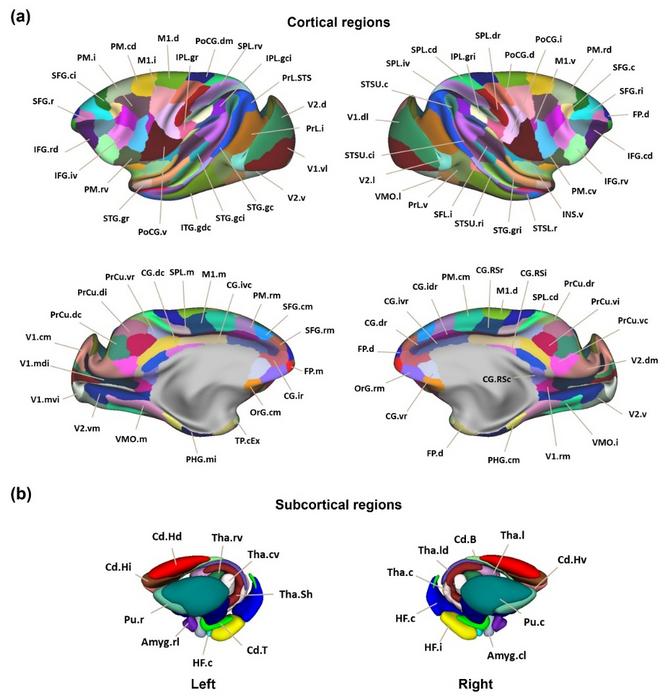 Macaque Brainnetome Atlas