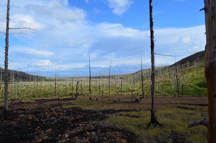 Forest near Norilsk