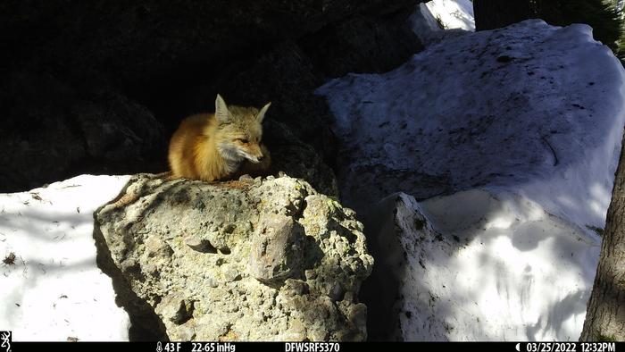 red fox outside den