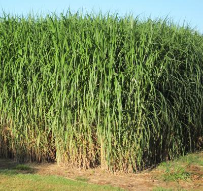 <i>Miscanthus x giganteus</i>