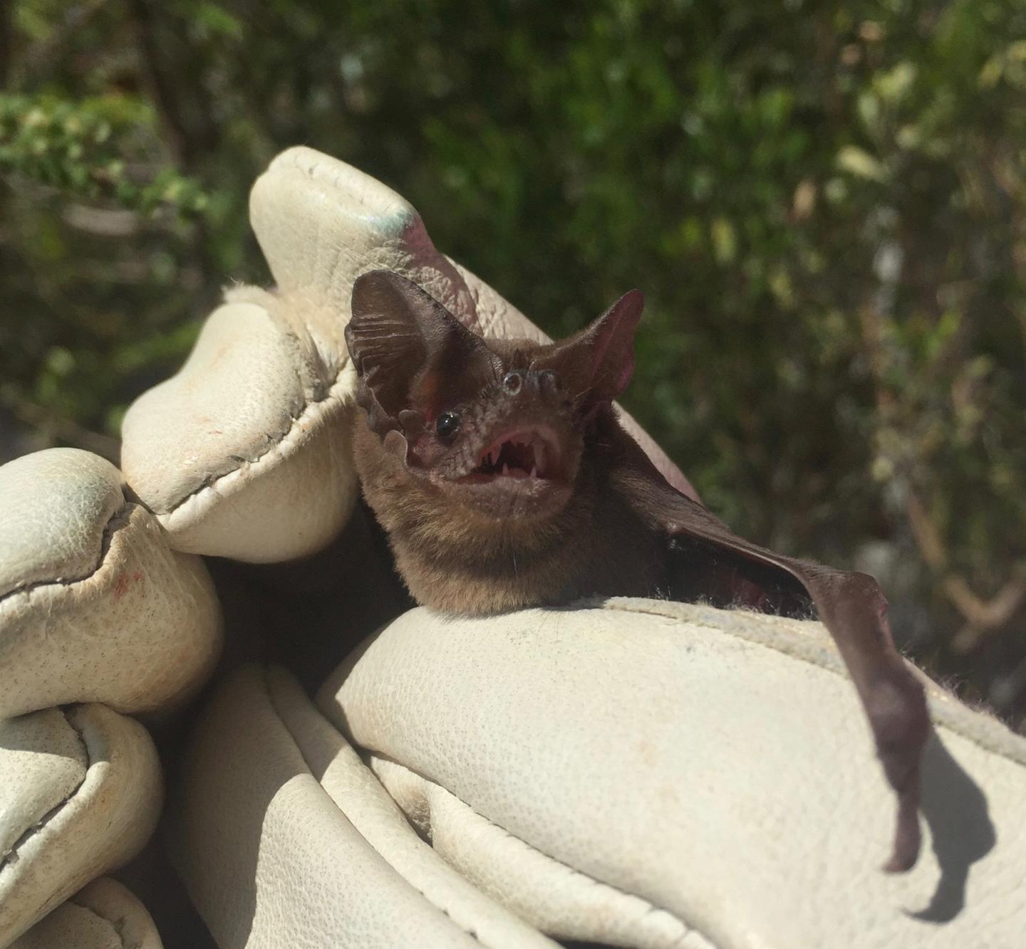 Ocean Channel is No-Fly Zone for Brazilian Free-Tailed Bats