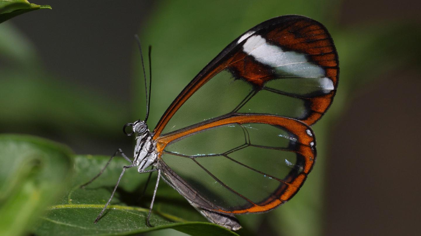 Glasswing butterfly on leaf