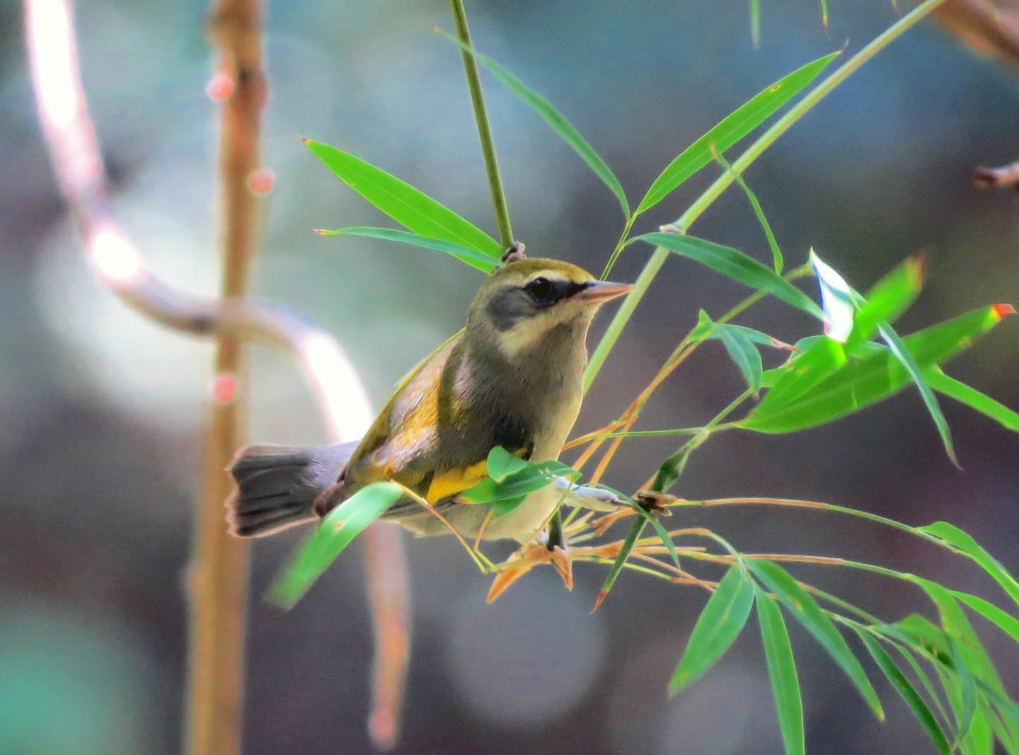 Female Golden-winged Warbler