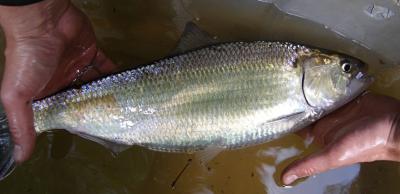 American Shad