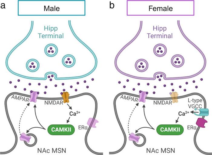 Molecular reward mechanisms in male and female mice