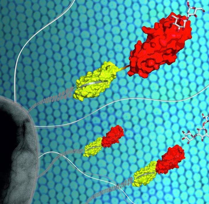 <em>E. coli</em> Attaching to Cell Sufaces