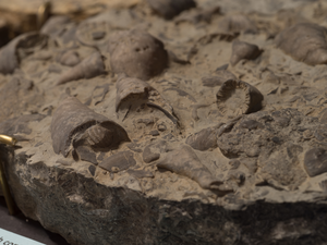 Marine Fossils