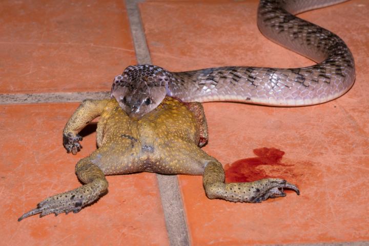 Ocellated Kukri Snake proceeding to swallow a poisonous Asian common toad