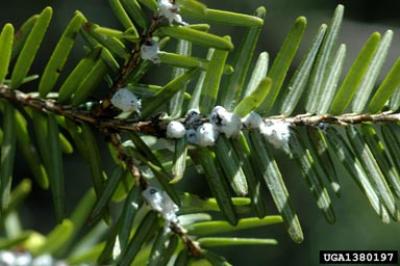 Hemlock Woolly Adelgid Infestation