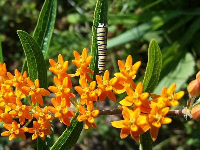 Pesticides on milkweed leaves harmful to Monarch Caterpillars