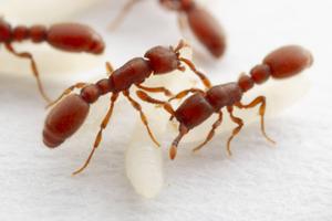 Clonal raider ants