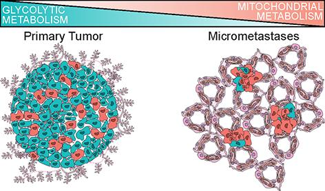 Metabolic Adaptations in Cancer Cells