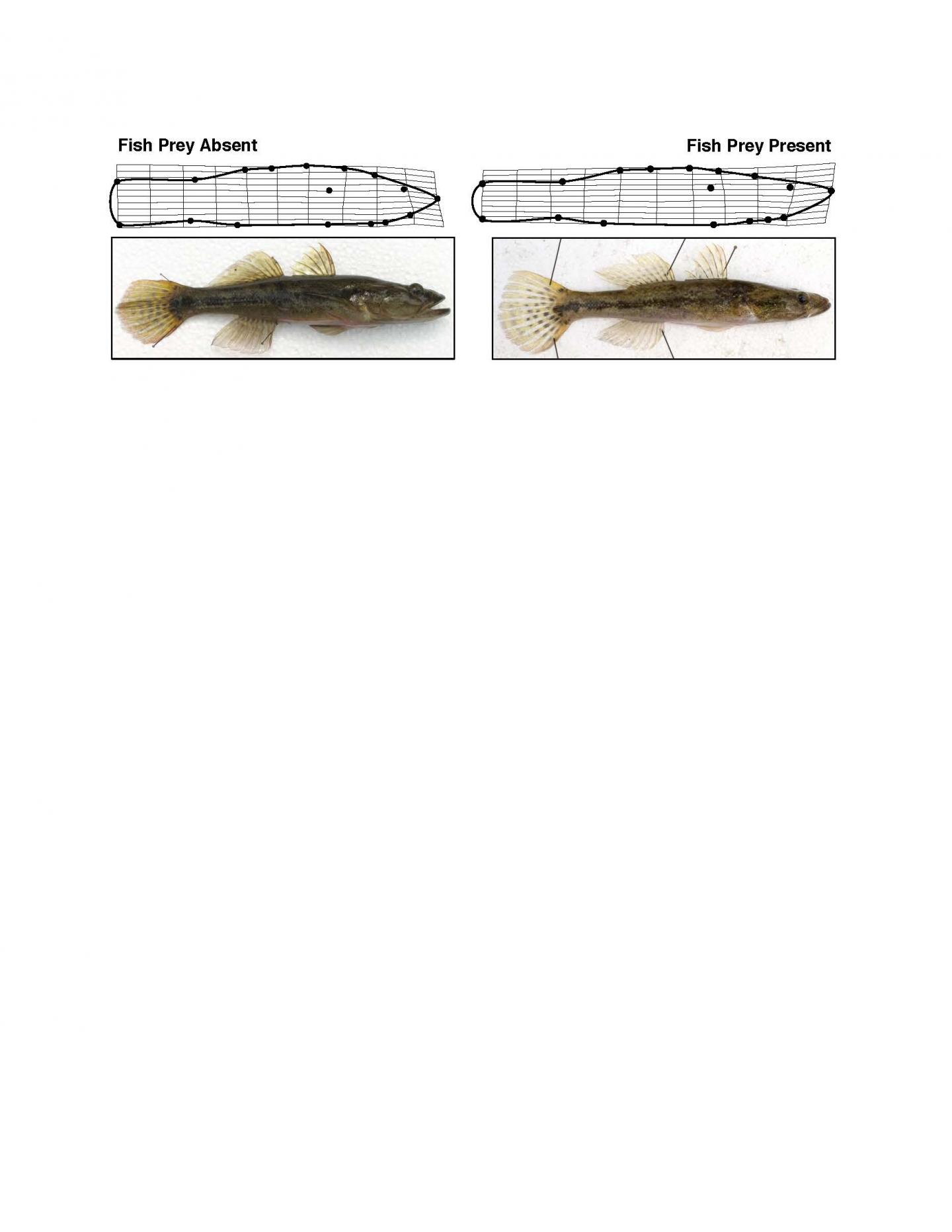Morphology Changes with Different Prey