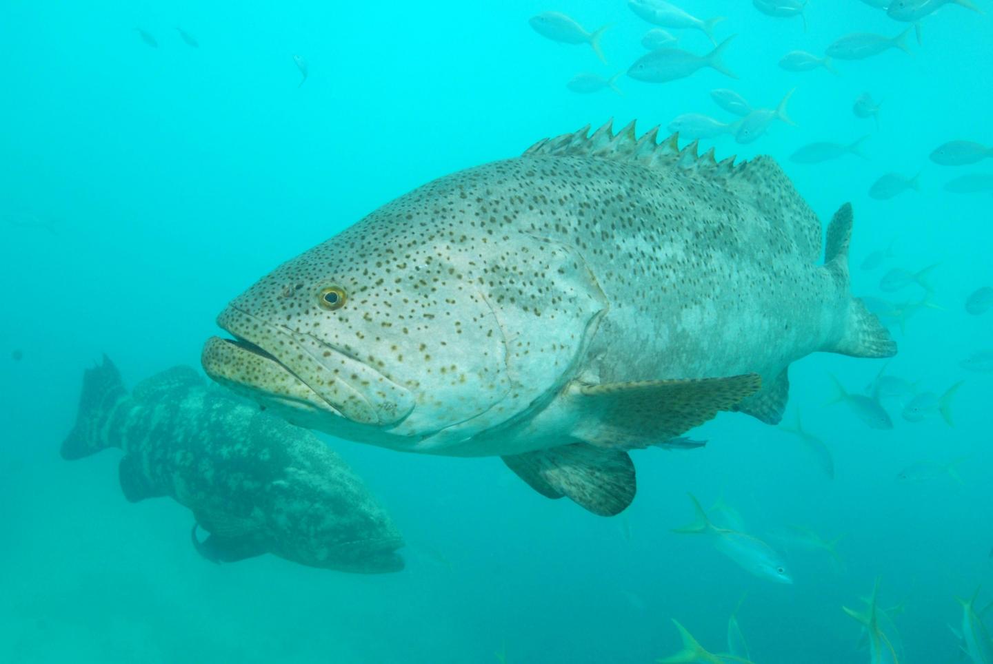 Goliath Grouper