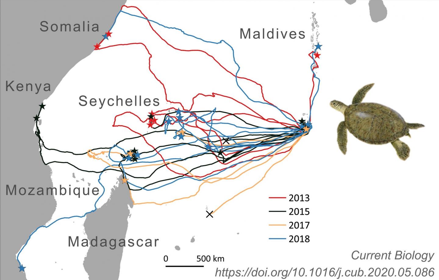 Turtle travel routes