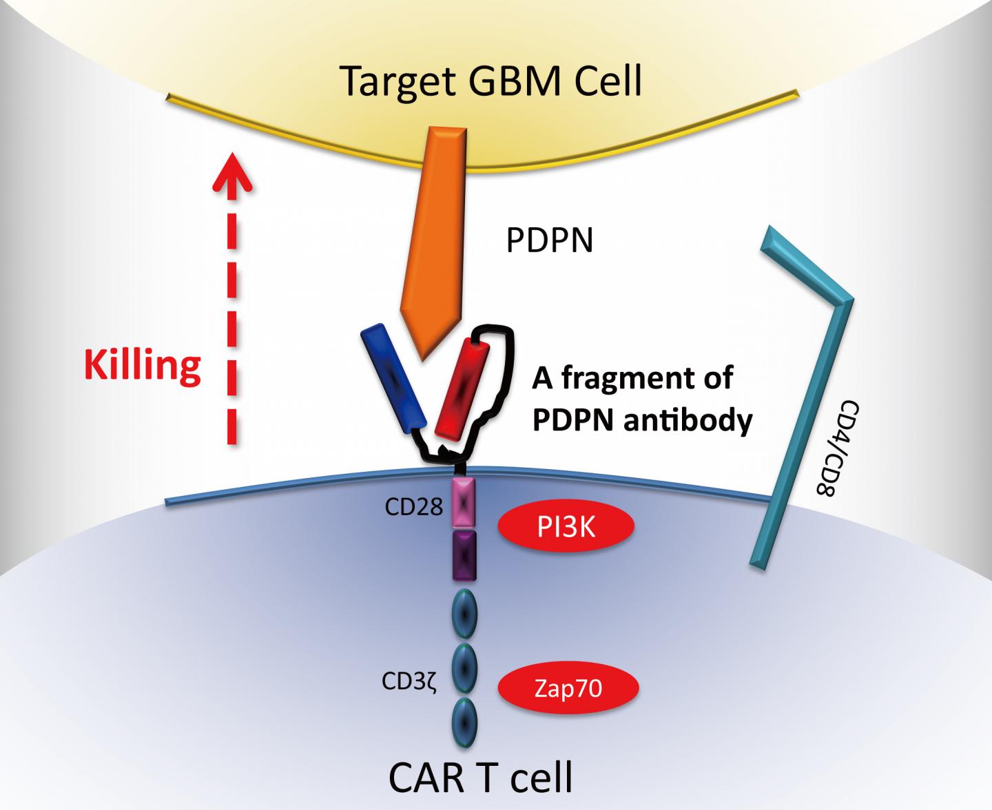 CAR T Cells Targeting Podoplanin in Mouse Brain Tumors
