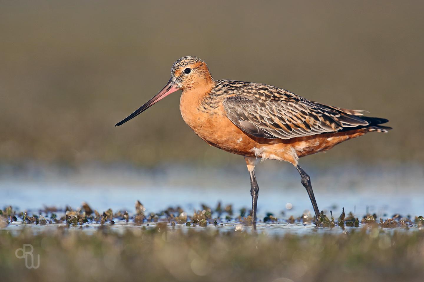 Citizen Scientists Help Identify Shorebird Extinction Threat
