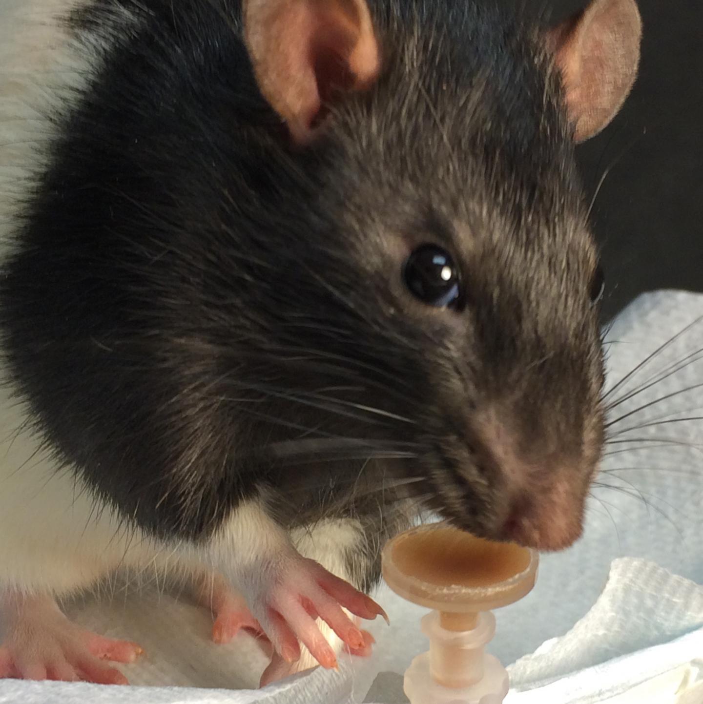 A Rat Drinking Chocolate
