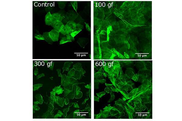 Engineers Uncover Biomechanical Effects of Skin Rubbing